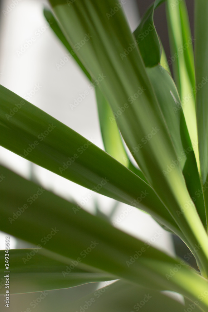 Green branch on cement background like forest view. White texture background. Holiday background. Autumn outdoor. Natural light on tropical leaves. Natural coloring real still life. Green branch on cement background like forest view. White texture background. Holiday background. Autumn outdoor. Natural light on tropical leaves. Natural coloring real still life.