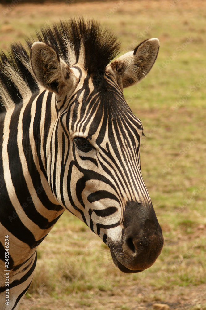 Naklejka premium Zebra close up