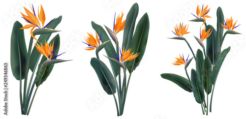 Strelitzia Reginae tropical flower bouquets set