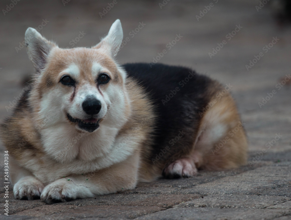 Pembroke Welsh Corgi Pembroke Welsh Corgi