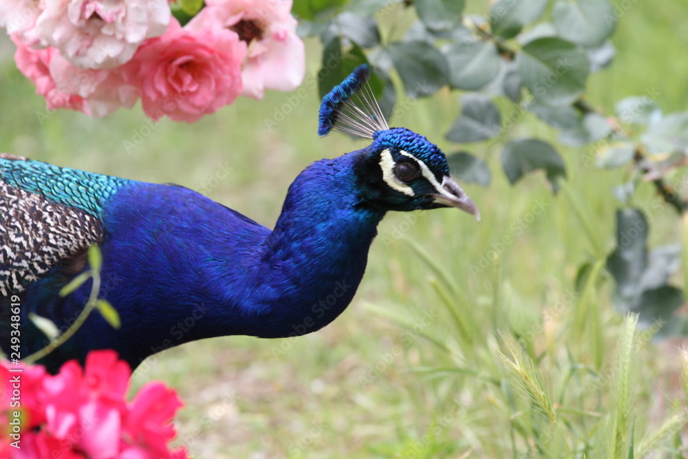 Naklejka premium Pfau