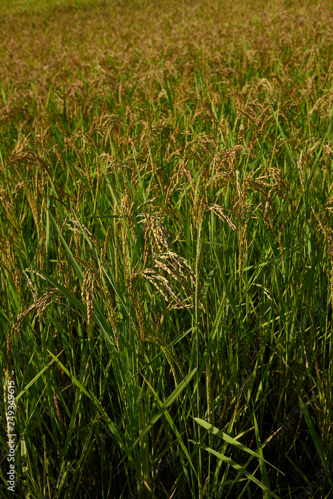 Fototapeta premium Oryza sativa