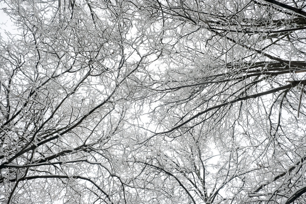 trees branches covered by the snow, minimalist picture. trees branches covered by the snow, minimalist picture.