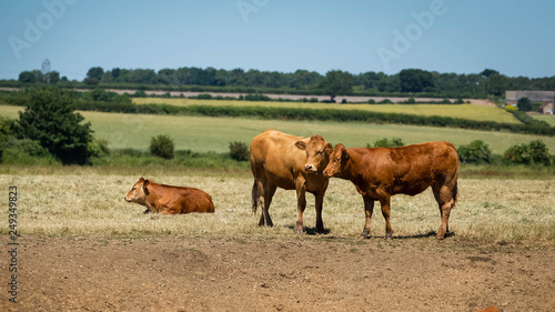 Dairy cows standing on farmland