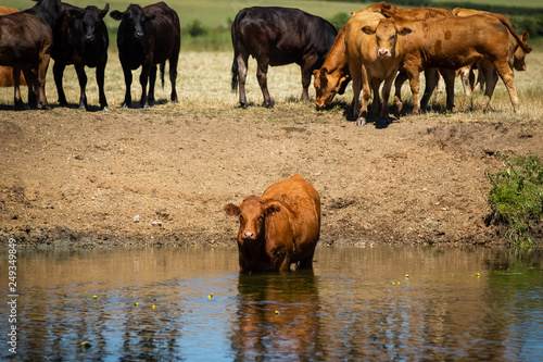 Dairy cows standing on farmland