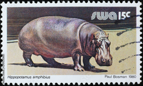 Image of Hippopotamus on south african postage stamp photo