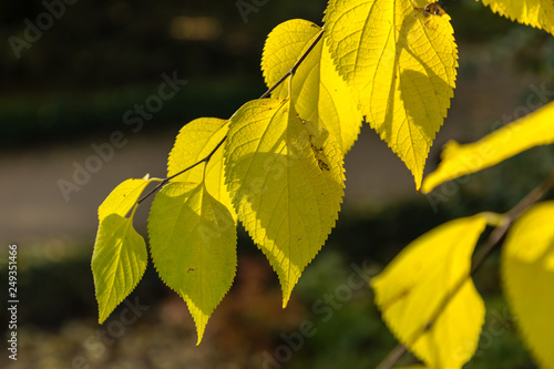 leaves with autumn colors