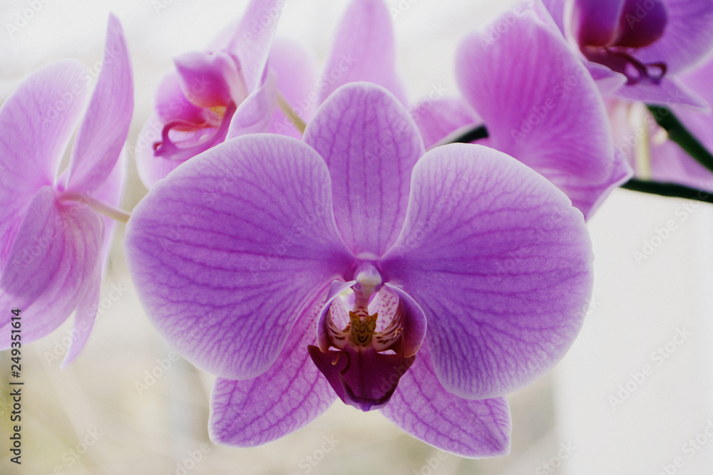 Beautiful Orchid flowers Close up Selective focus Beautiful Orchid flowers Close up Selective focus
