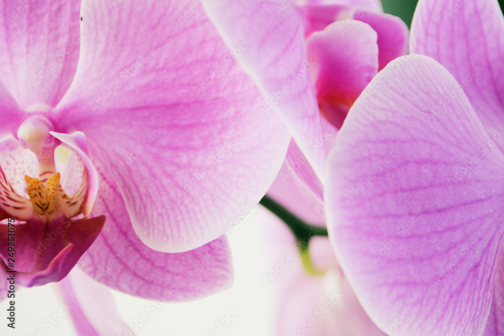 Beautiful Orchid flowers Close up Selective focus Natural abstract background Beautiful Orchid flowers Close up Selective focus Natural abstract background