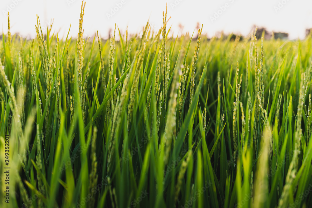 Rice field view from the side