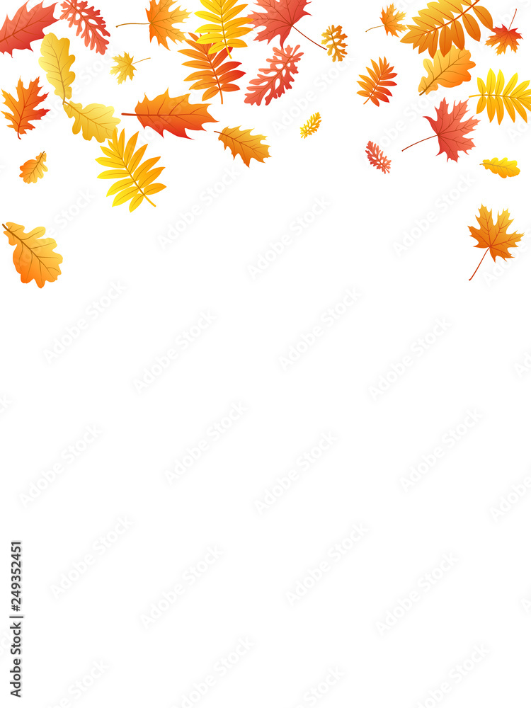 Oak, maple, wild ash rowan leaves vector, autumn foliage on white background. Oak, maple, wild ash rowan leaves vector, autumn foliage on white background.