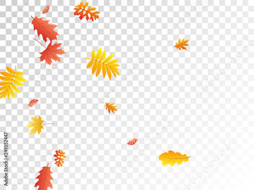 Oak, maple, wild ash rowan leaves vector, autumn foliage on transparent background.