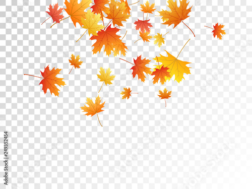Maple leaves vector illustration, autumn foliage on transparent background.