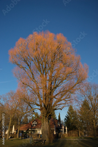 Alter Baum am Starnberger See leuchtet beim Sonnenuntergang