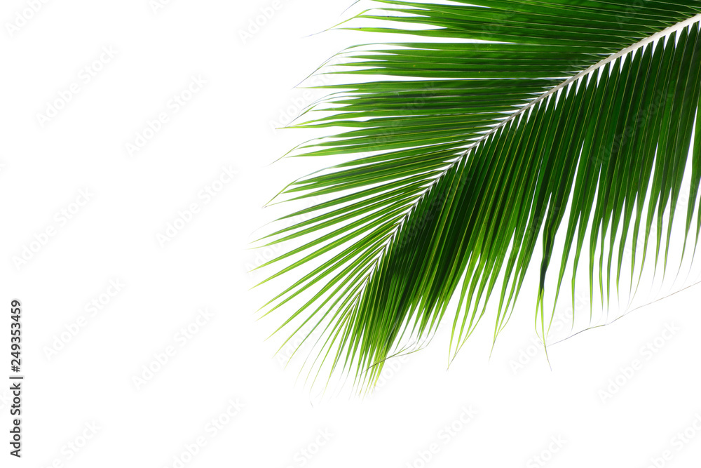 Obraz premium Palm leaves isolated on white