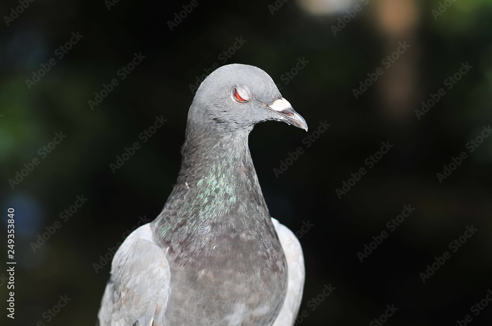 Obraz premium Feral pigeon (Columba livia domestica) also called city doves, city pigeons, or street pigeons resting in a garden in Czestochowa, Poland.