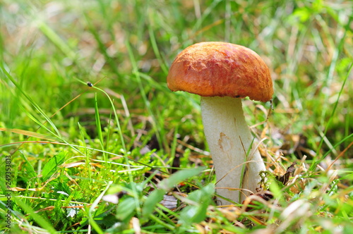 Closeup of red-capped scaber stalk (Leccinum aurantiacum) Fungi, mushroom in the grass and sun.