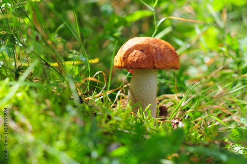 Closeup of red-capped scaber stalk (Leccinum aurantiacum) Fungi, mushroom in the grass and sun.
