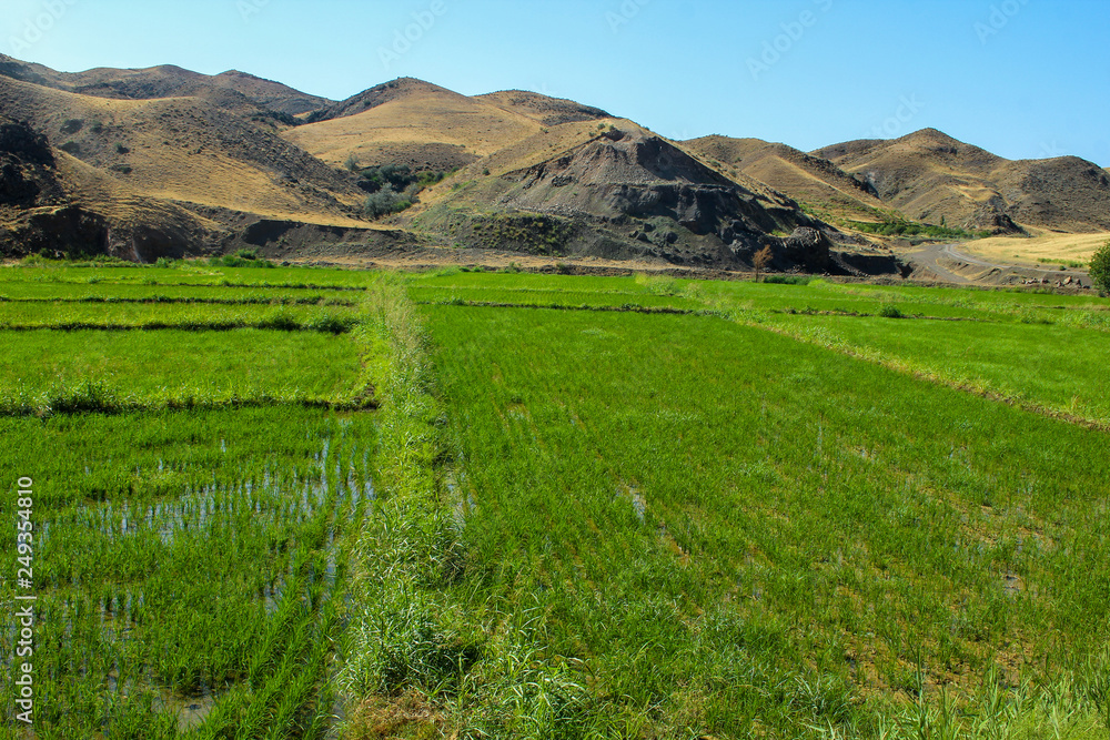 Rice field in Iran with mountains in the background