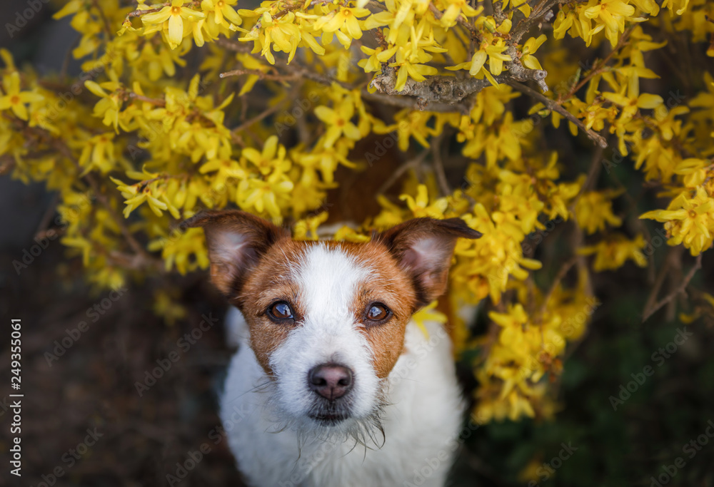 Jack Russell dog on a bench with flowers. Spring walk with a pet. Journey Jack Russell dog on a bench with flowers. Spring walk with a pet. Journey