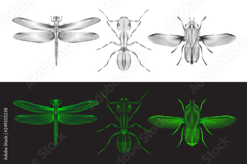 Wireframe 3d hologram style insects set.