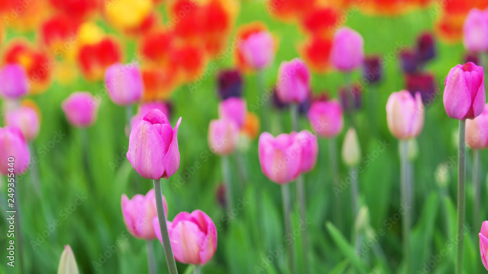 Beautiful bouquet of purple violet pink tulips in the flower garden for card design and web banner. Landscape with tulip field in spring Soft selective focus, close up Bright colorful photo background