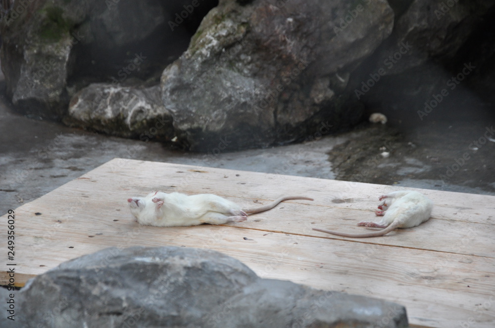 Fototapeta premium dead mouse