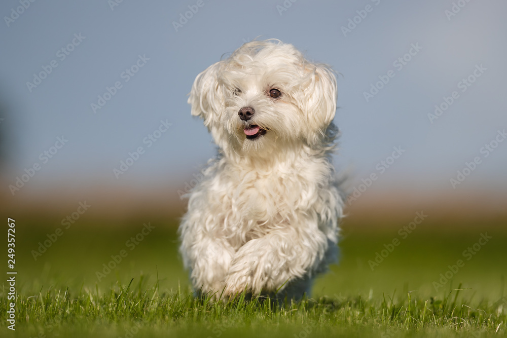 Portrait of a dog Portrait of a dog