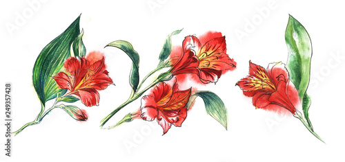 Set of thre Flower banch of red  Alstroemeria, big blooming blossom, small bud, huge green leaf. Hand drawn watercolor illustration. Isolateed on a white background.