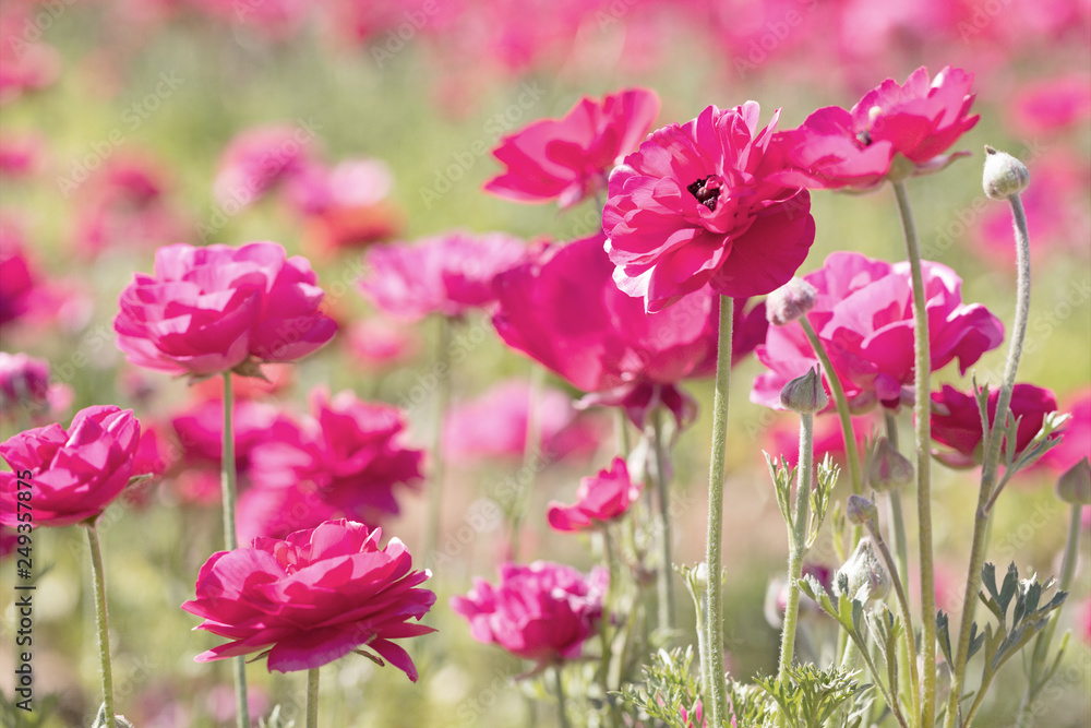 Photograph of a field of bright pink Ranunculus flowers in spring time Photograph of a field of bright pink Ranunculus flowers in spring time