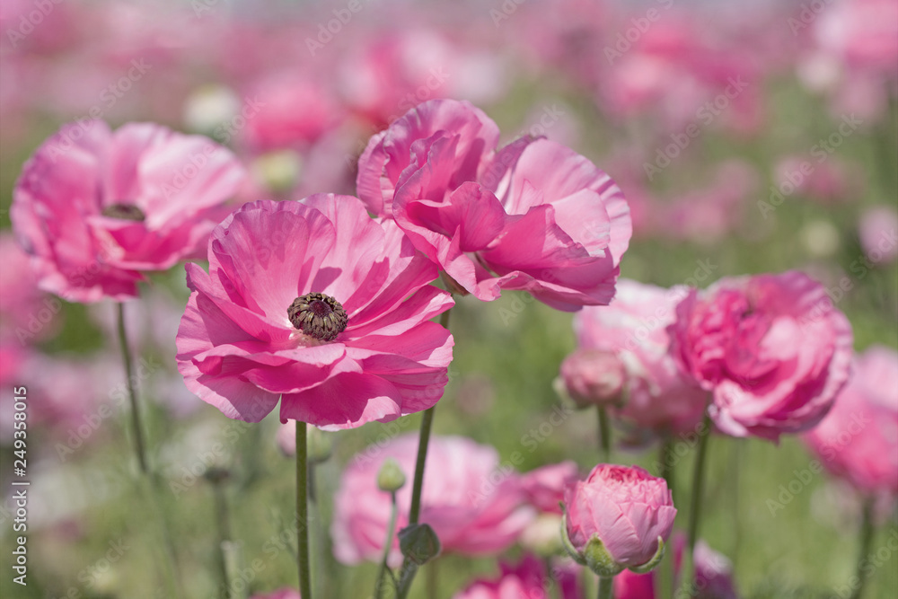 Photograph of pink Ranunculus flower in a field of pink flowers Photograph of pink Ranunculus flower in a field of pink flowers
