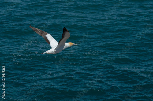 Muriwai coast. Gannet colony. Seagulls. Coast Auckland