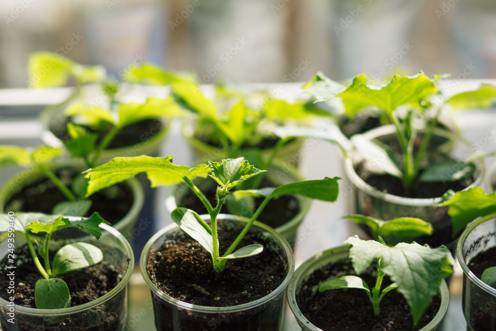 seedlings of young plants on a window in a glass, sprouts of cucumbers seedlings of young plants on a window in a glass, sprouts of cucumbers