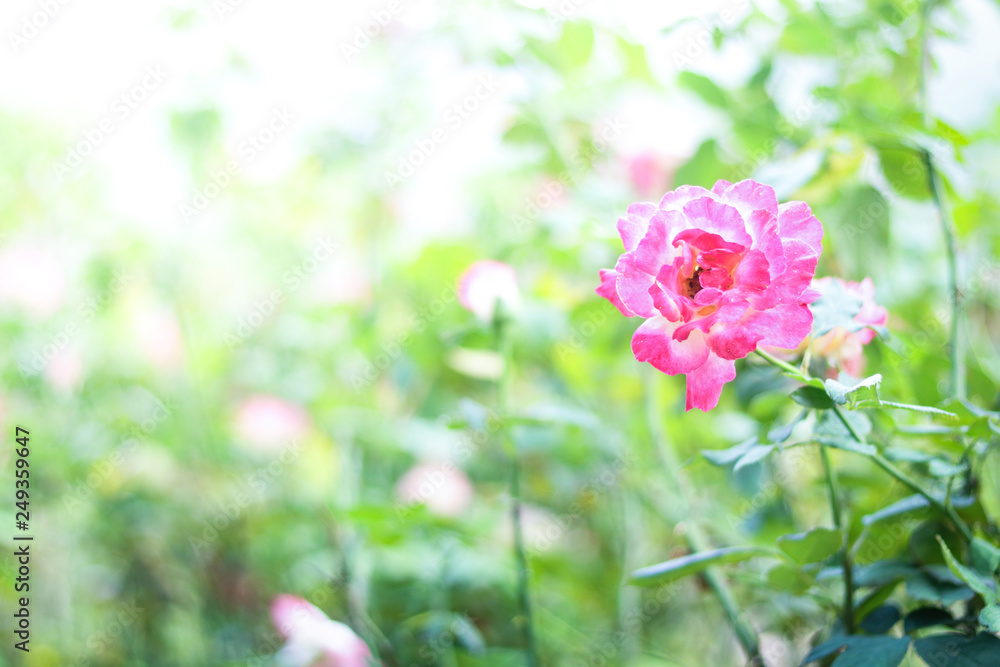Pink roses are on the tree in the garden. Pink roses are on the tree in the garden.