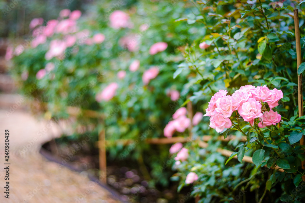 Pink Rose Tree is a beautiful shrub.