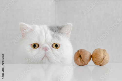 Conceptual spay and neuter of an anxious Exotic shorthair kitten photo