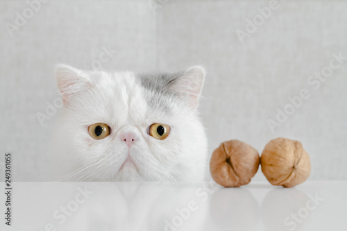 Conceptual spay and neuter of an anxious Exotic shorthair kitten