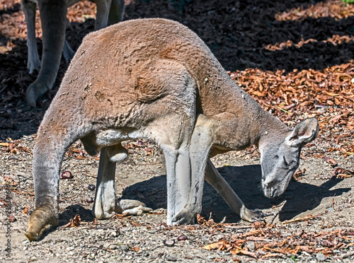 Red kangaroo. Latin name - Macropus rufuss 