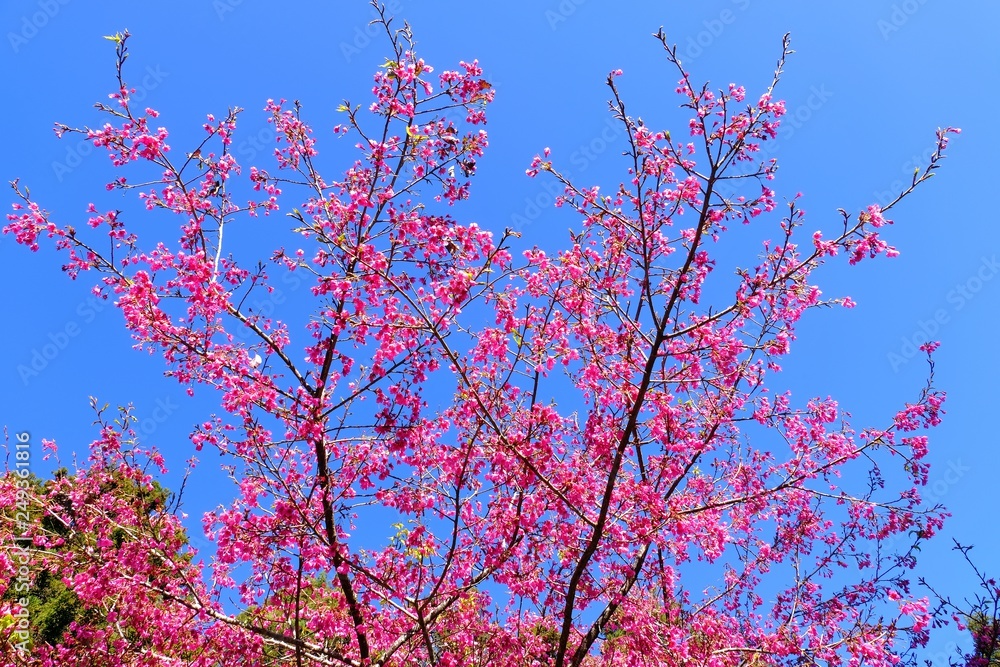 Alishan sakura cherry blossom, Yoshino cherry trees at Alishan Forest Recreation Area, Chiayi, Taiwan. Alishan sakura cherry blossom, Yoshino cherry trees at Alishan Forest Recreation Area, Chiayi, Taiwan.