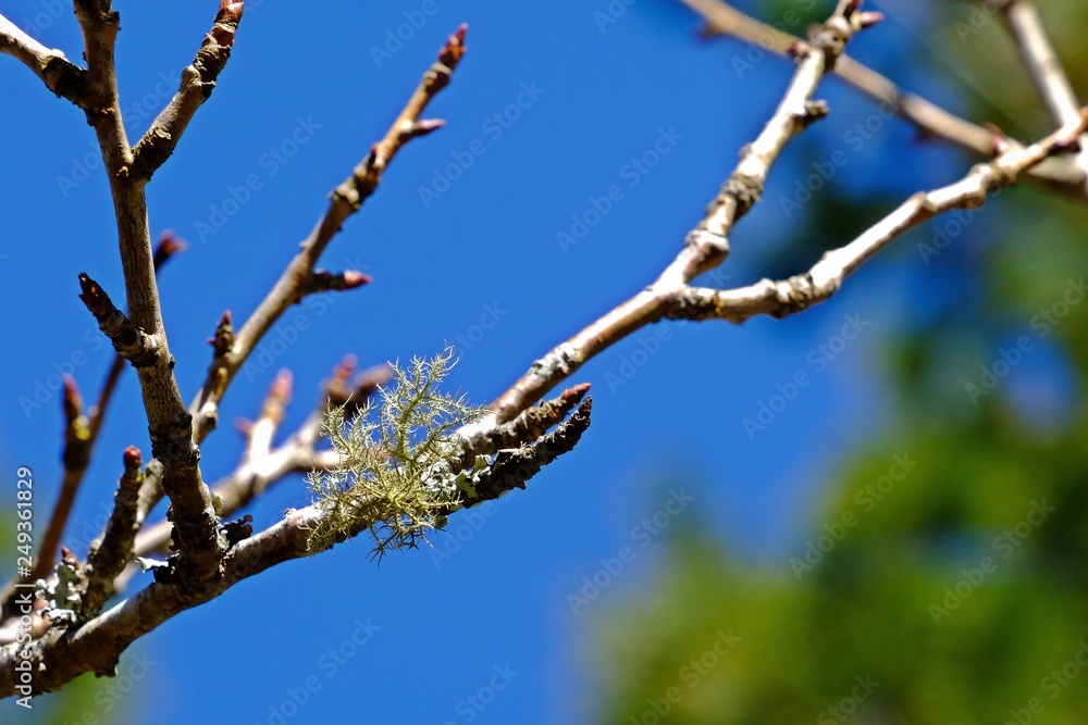 A fruticose lichen is a form of lichen fungi that is characterized by a coral-like shrubby or bushy growth structure. A fruticose lichen is a form of lichen fungi that is characterized by a coral-like shrubby or bushy growth structure.