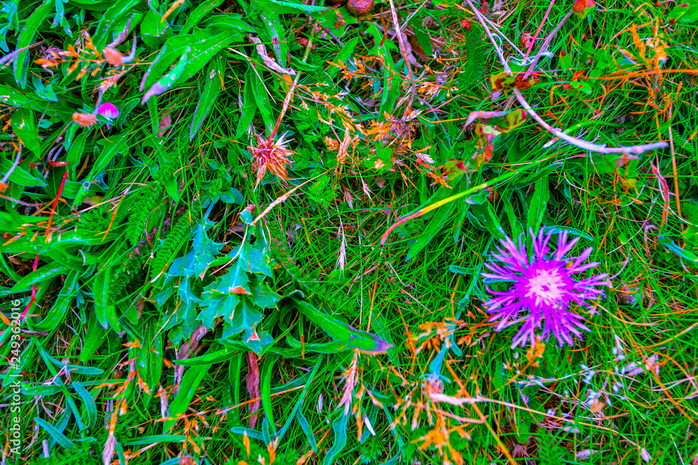 france; brittany,belle-île-en-mer island : flora france; brittany,belle-île-en-mer island : flora