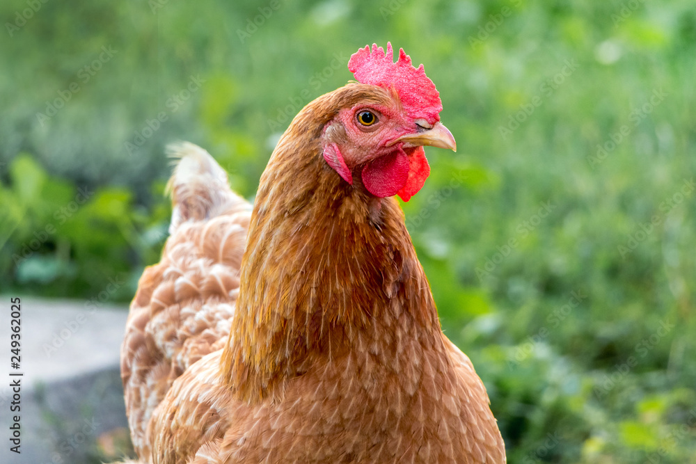 Portrait of brown chicken on green grass background. Breeding and sale of chickens_