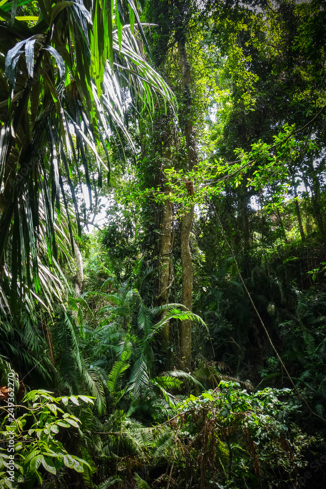 Jungle landscape in the Monkey Forest, Ubud, Bali, Indonesia