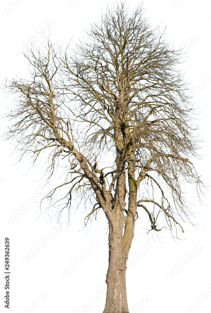 Obraz premium Aesculus hippocastanum - Gemeine Rosskastanie
