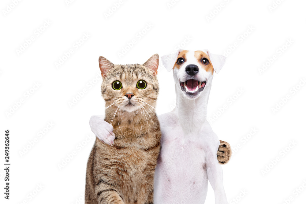 Do Jack Russell Get Along With Cats