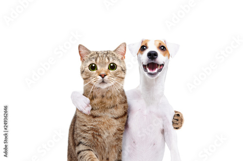 Fototapeta Portrait of a dog Jack Russell Terrier and cat Scottish Straight hugging each ot