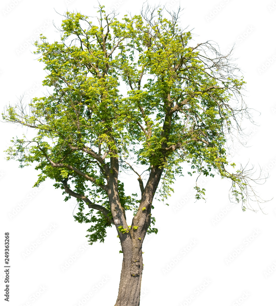 Aesculus hippocastanum - Gemeine Rosskastanie Aesculus hippocastanum - Gemeine Rosskastanie
