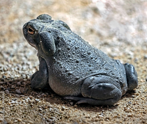 Colorado river toad also known as sonoran desert toad. Latin name - Bufo alvarius photo