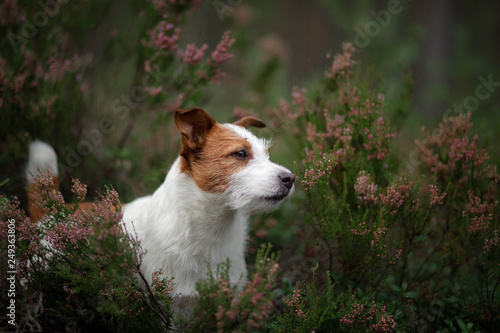 Jack Russell dog in heather colors. walk with a pet in the forest. Journey