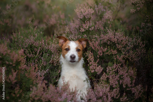 Jack Russell dog in heather colors. walk with a pet in the forest. Journey